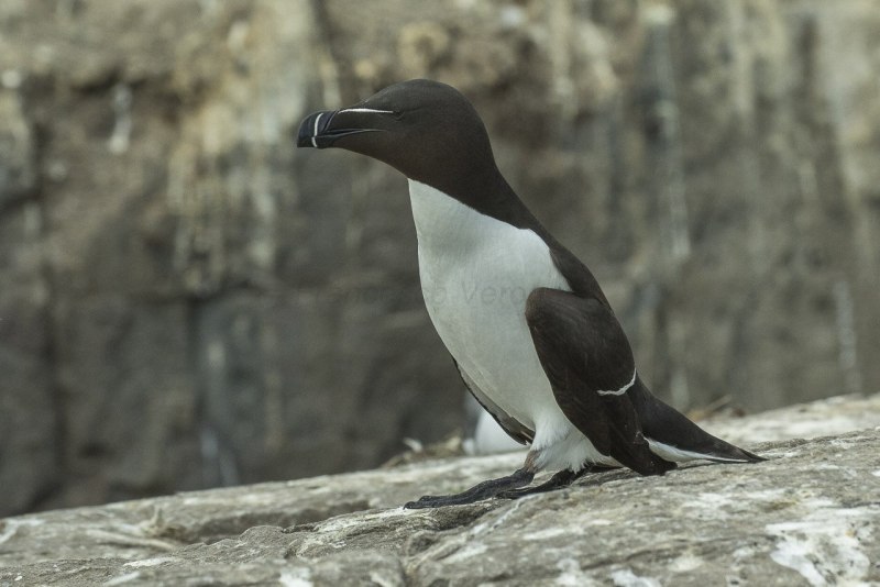 Бескрылая Гагарка чучело