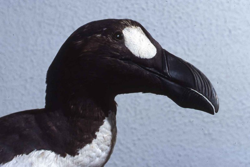 Бескрылая Гагарка красная книга