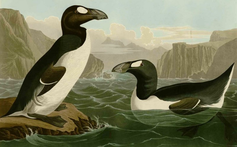 Бескрылая Гагарка чучело