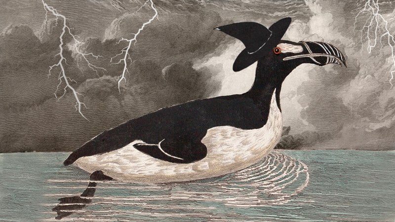 Бескрылая Гагарка вымершее животное