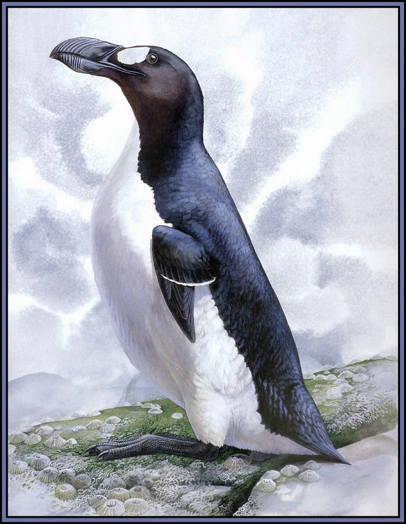 Бескрылая Гагарка птица