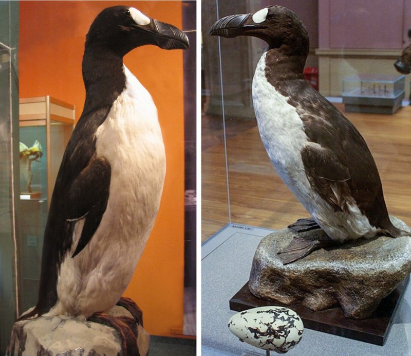 Бескрылая Гагарка раскраска