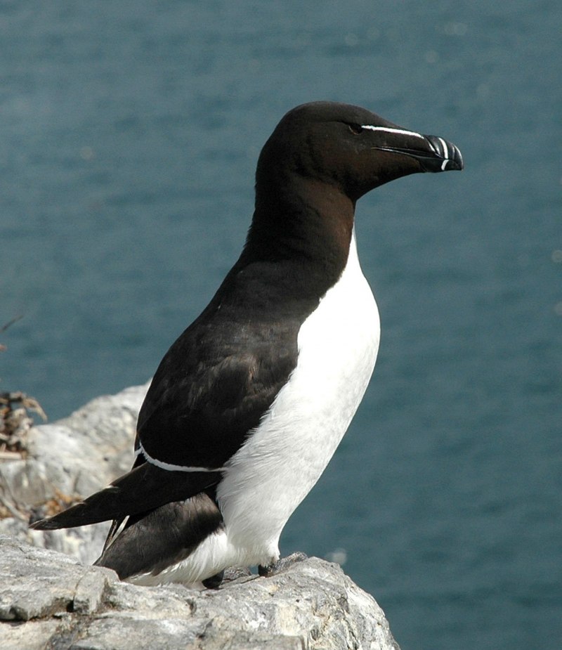 Гагарка в Арктике