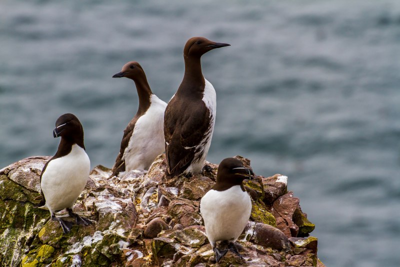 Бескрылая Гагарка чучело