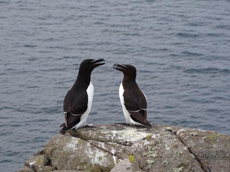 Гагарка (Alca Torda)