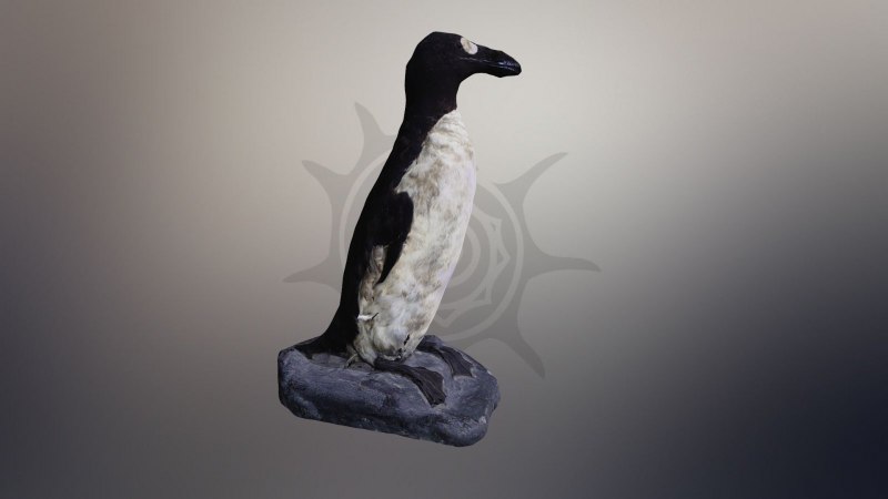 Гагарка (Alca Torda)