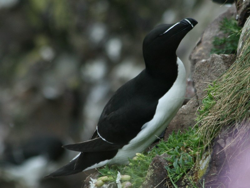 Бескрылая Гагарка на белом фоне