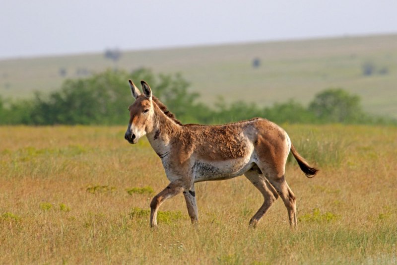 Монгольский Кулан