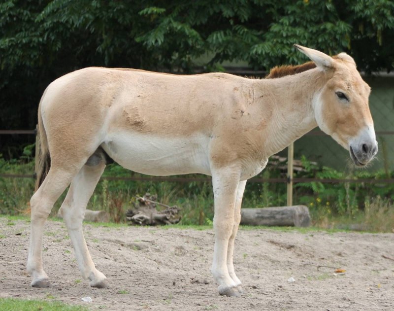 Туркменский Кулан