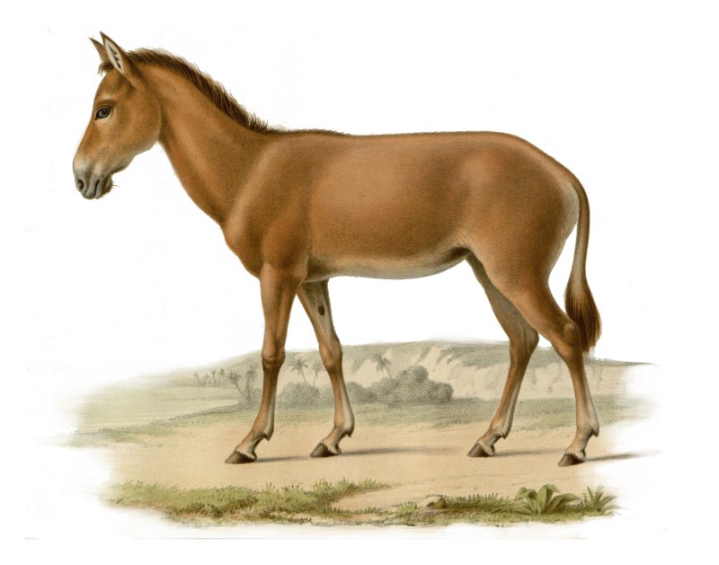 Equus hemionus