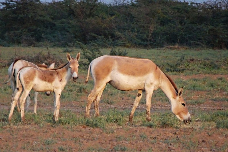 Equus hemionus kulan