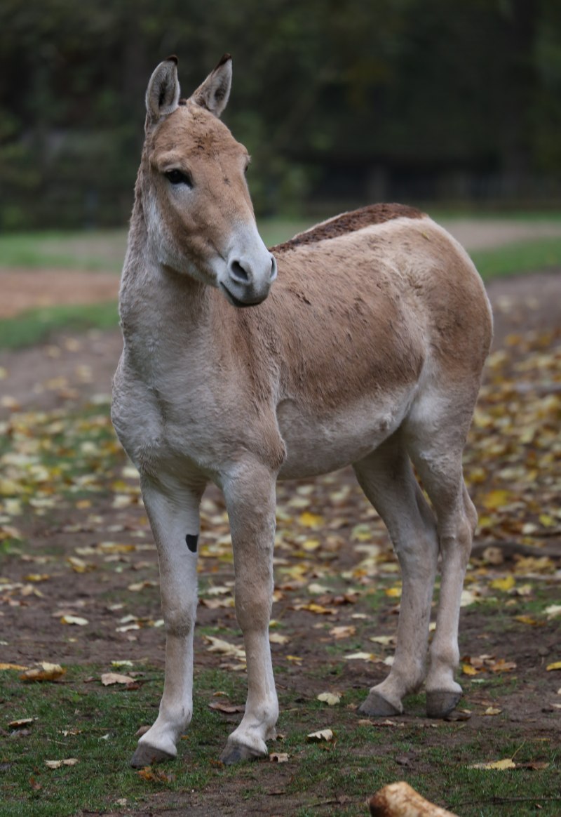 Кулан Equus hemionus