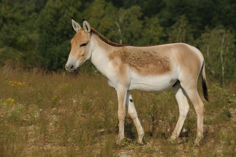 Кулан Equus hemionus