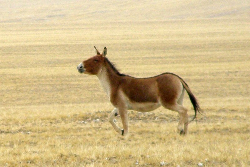 Кулан Equus hemionus