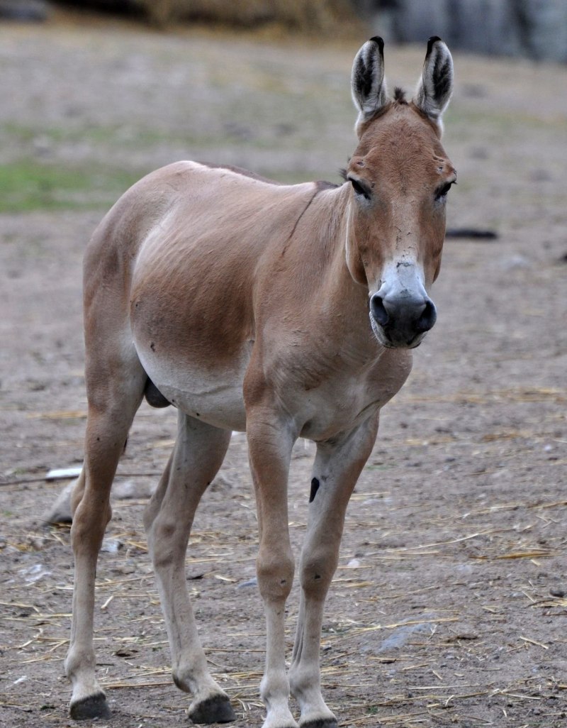Животные степи Кулан