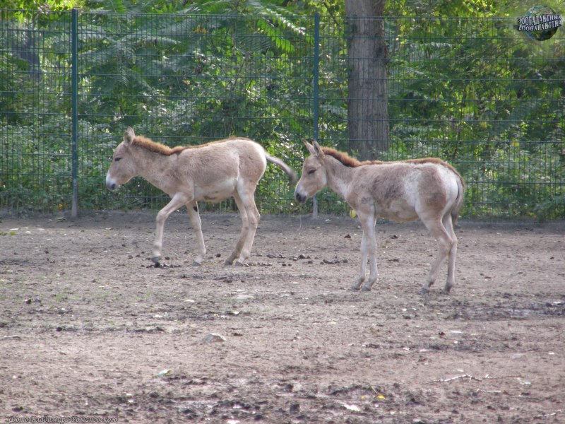 Кулан копыта