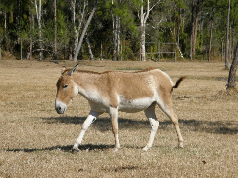 Дикий осел Кулан