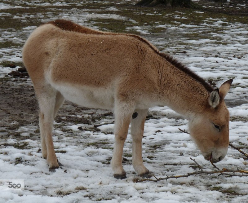 Степной Кулан