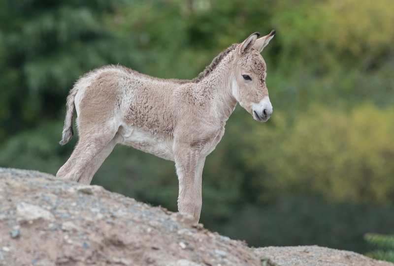 Сирийский Кулан вымерший