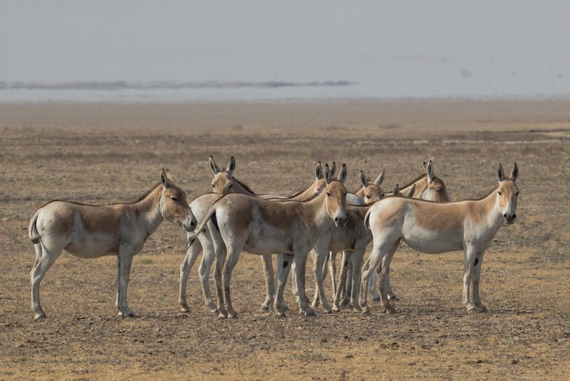 Монгольский Кулан
