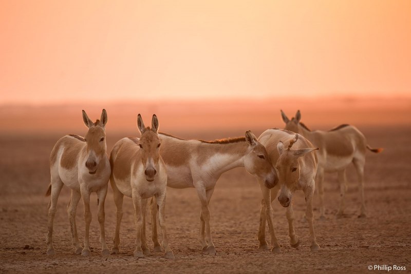 Кулан Индия