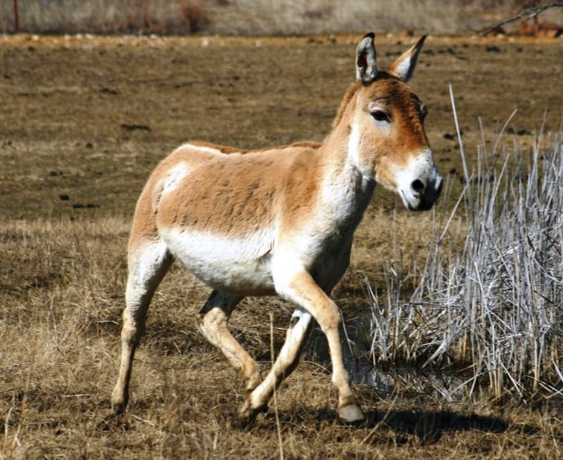 Туркменский Кулан