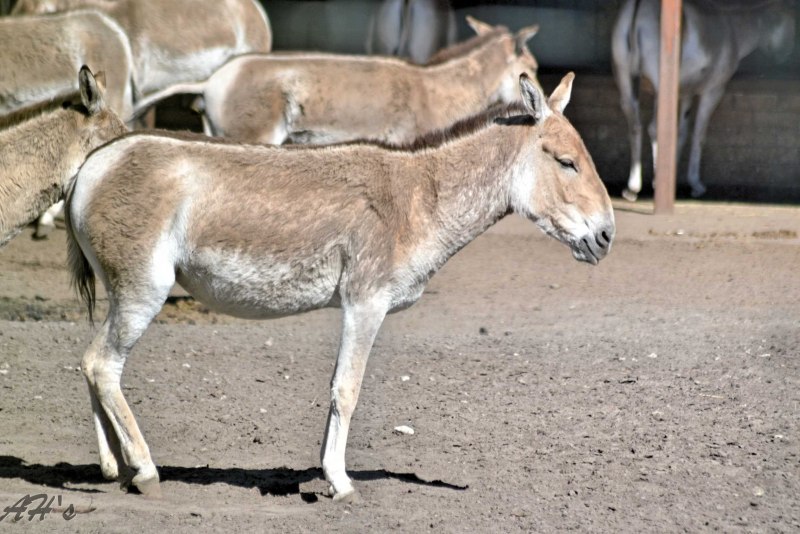 Сирийский Кулан картинка