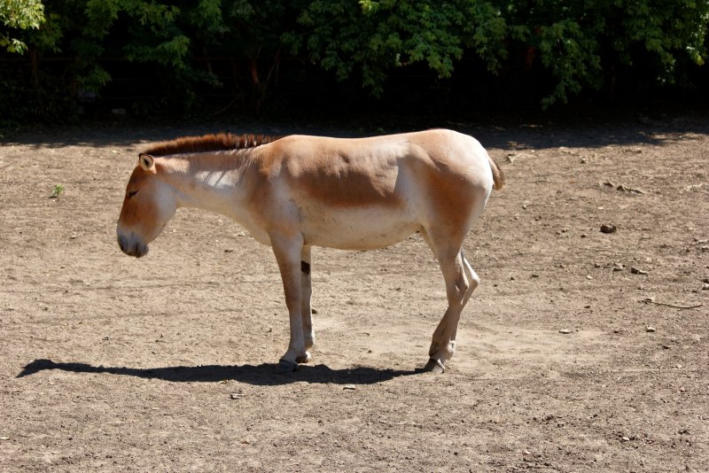 Дикий осел Кулан
