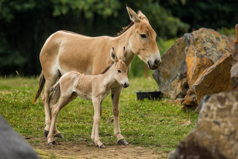 Дикий нубийский осел