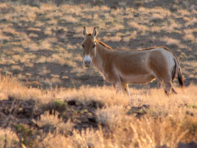 Осел Кулан и самка