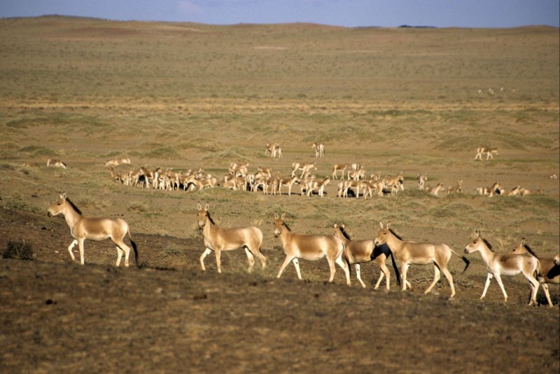 Сайгаки куланы