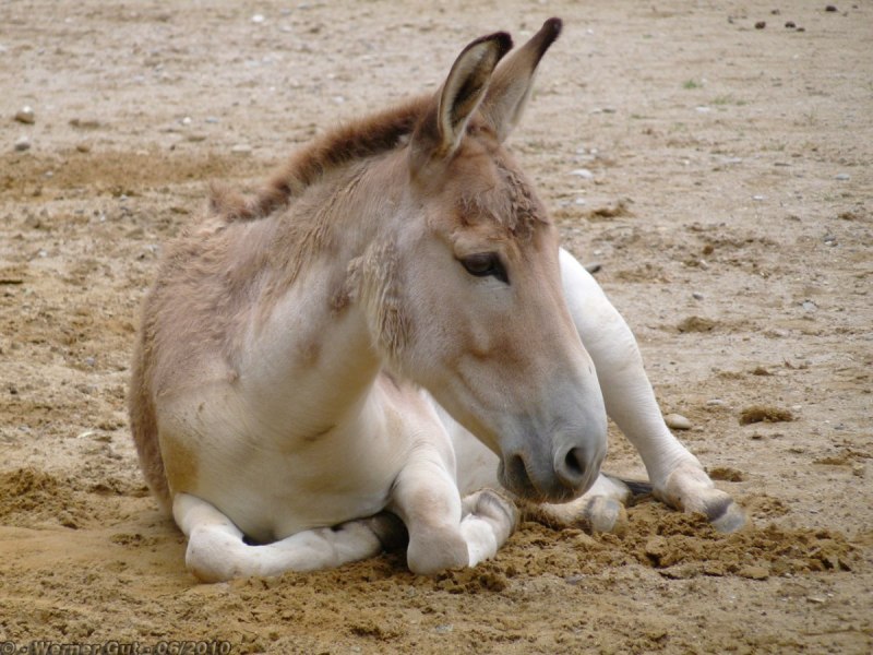 Туркменский Кулан