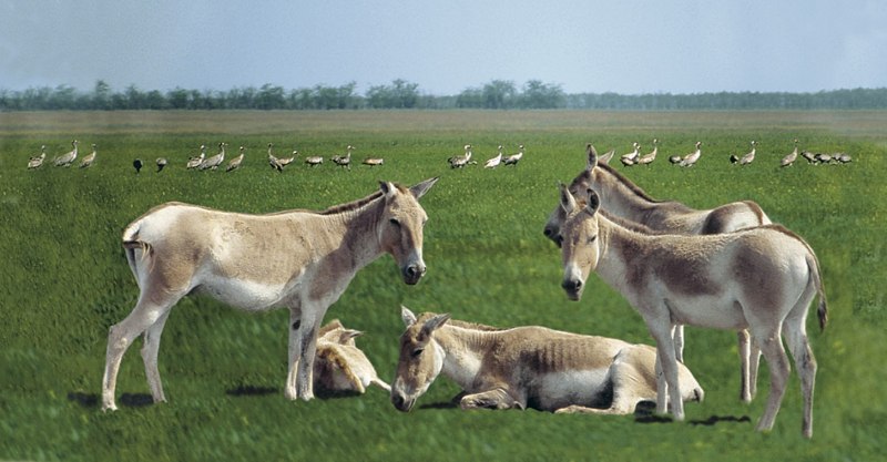 Персидский Кулан - Equus hemionus Onage