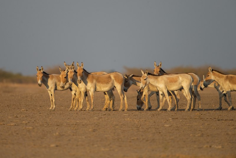 Бадхызский заповедник Кулан