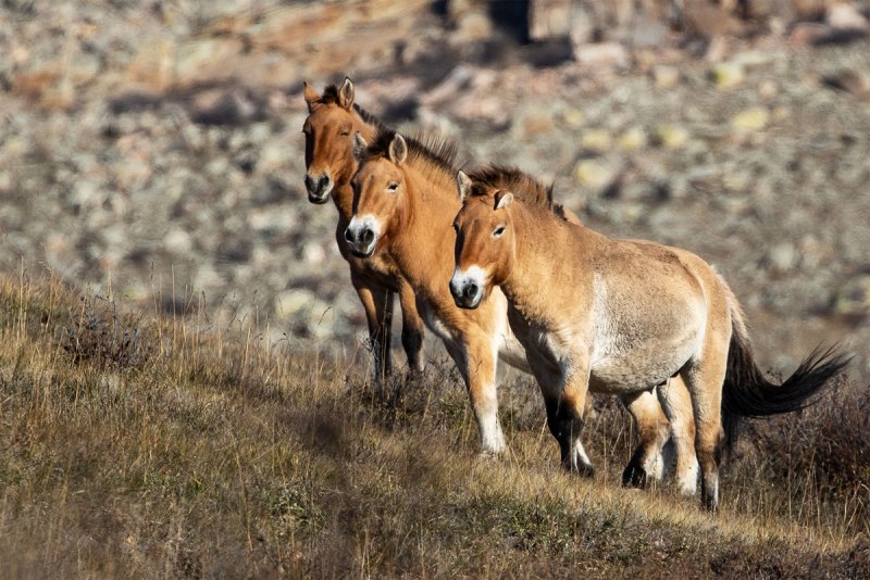 Ростовский зоопарк ослы