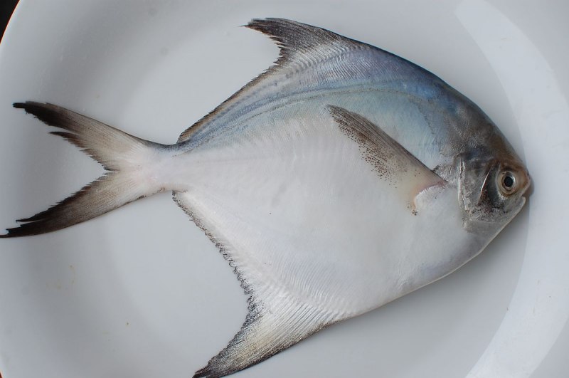 Pomfret White