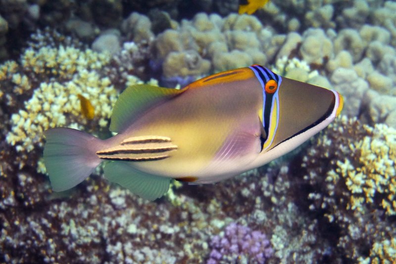 Сайка Полярная тресочка