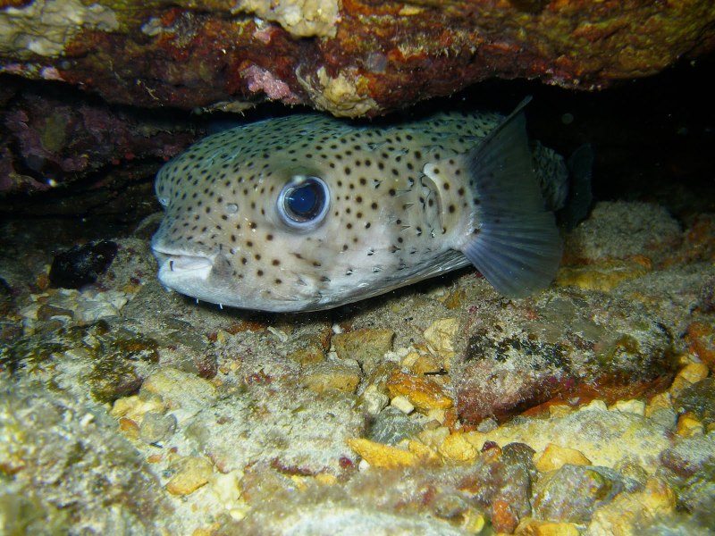 Рыба и морепродукты