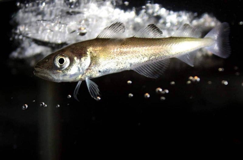 Ядовитая рыба фугу