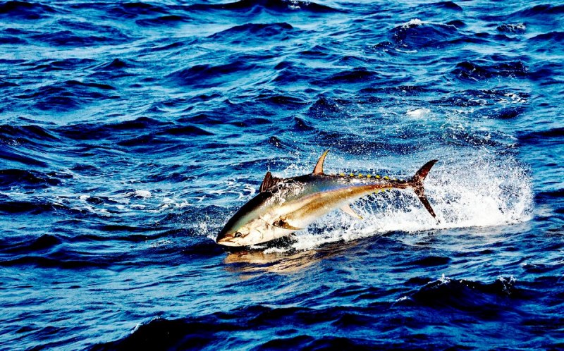 Берингово море акулы