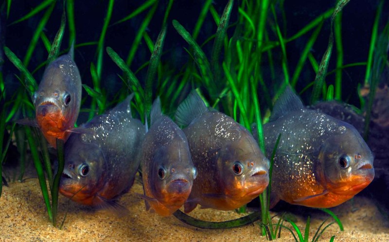 Балтийский лосось нерест