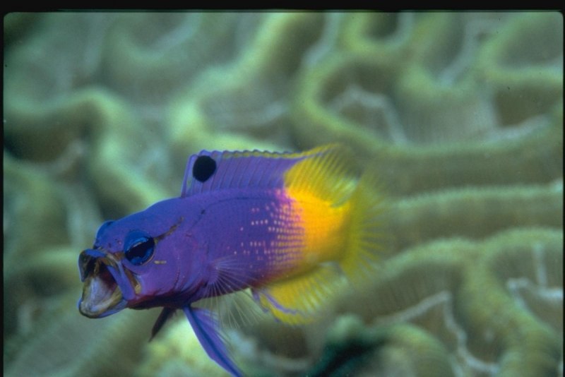 Королевская гамма рыба
