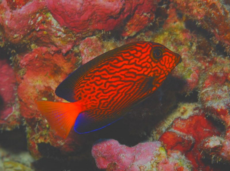 Раскраска рыбка