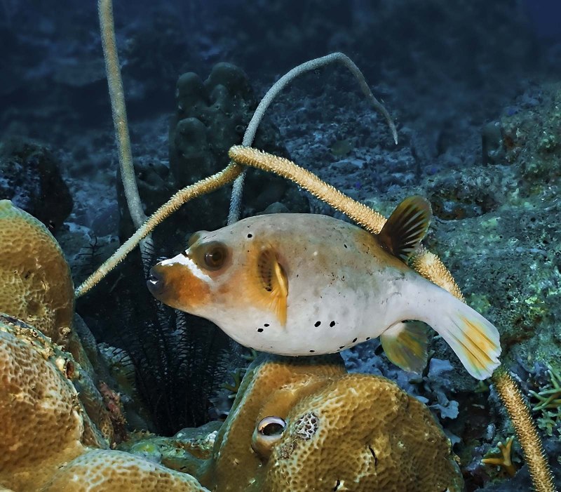 Рыба фугу бурый Скалозуб