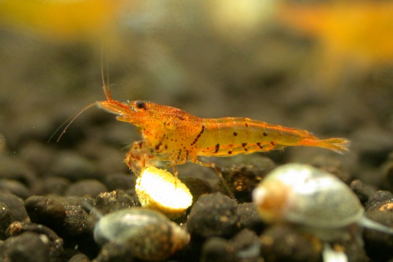 Креветка неокаридина