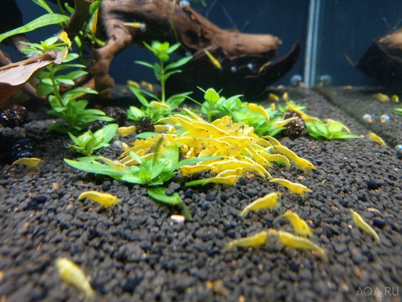 Креветка желтый неон