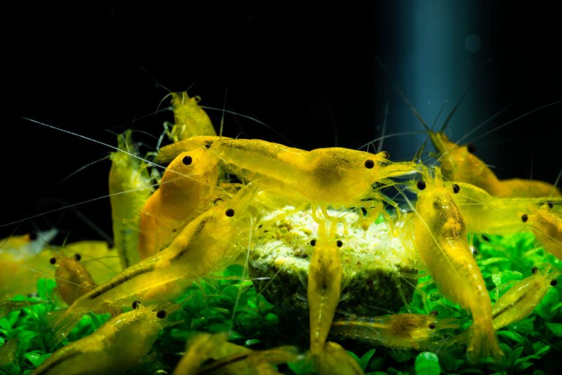 Характер передвижения в воде креветок