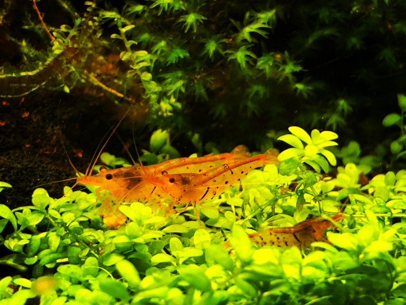 Креветка желтый тигр