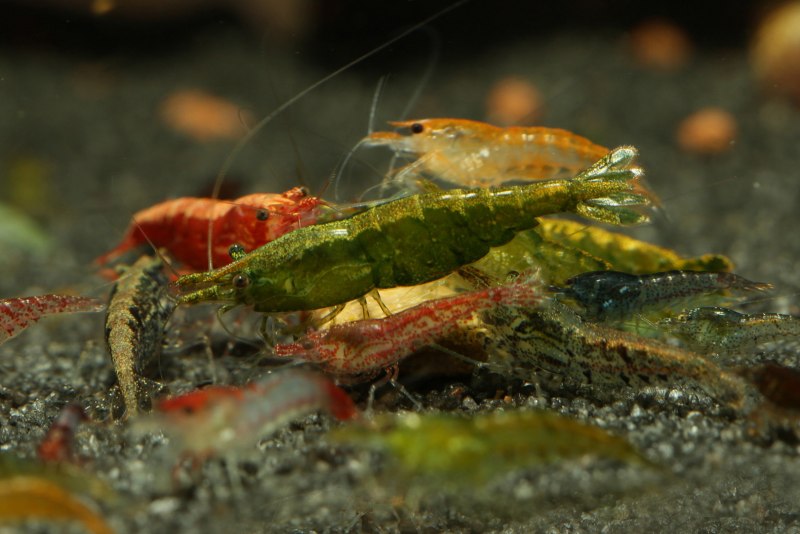 Креветка неокаридина Neocaridina heteropoda Wild