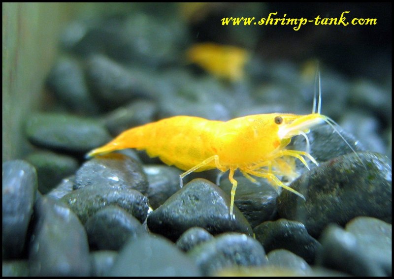 Жёлтая креветка неокаридина